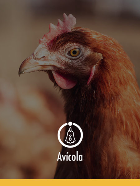 Avícola agrovalue