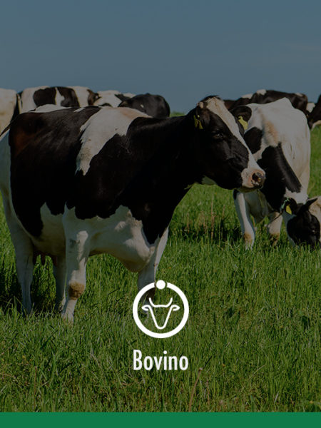 Bovino agrovalue