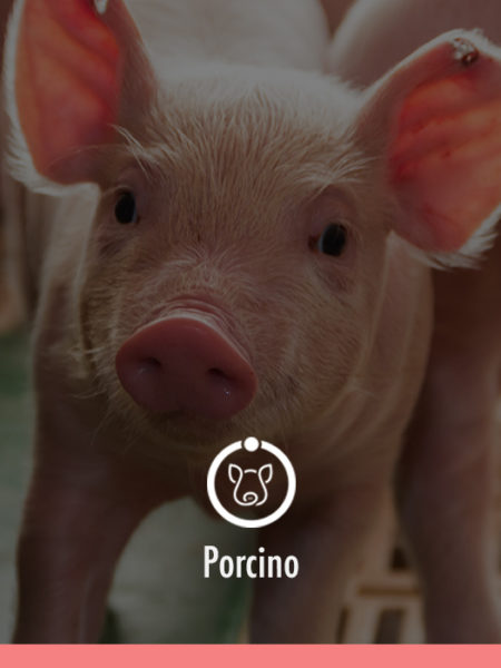 porcino agrovalue